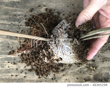 Challenge bonsai and loosen roots 88365299