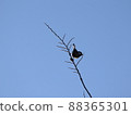 Great tit 88365301