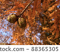 Autumn leaves of Suishonoki 88365305