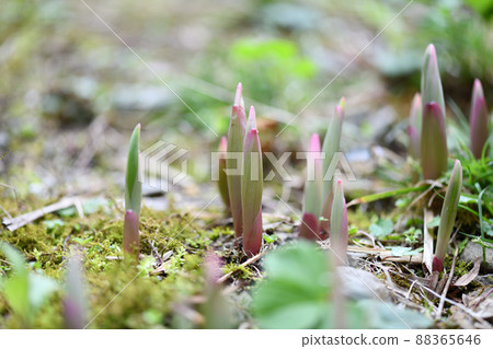 Sprouting of Solomon's-seal 88365646