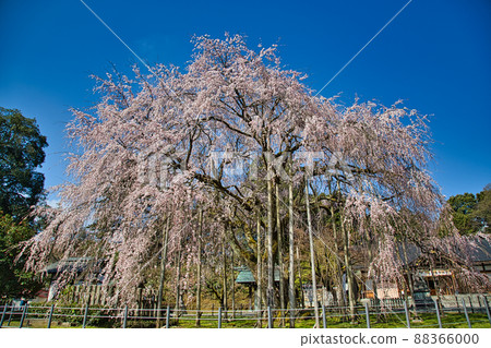 Sakura-Asuwa Shrine 88366000