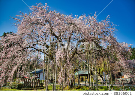 Sakura-Asuwa Shrine Sakura-Asuwa Shrine 88366001