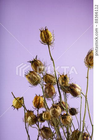 Dried flowers. Bouquet for the interior. Nigella. 88366112