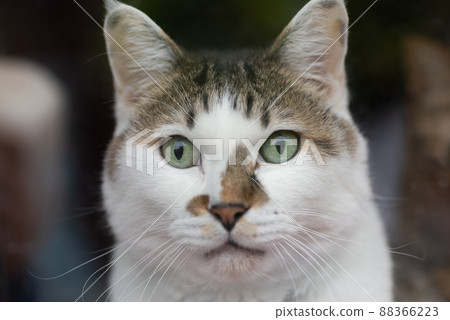 盯著野雞的貓 88366223