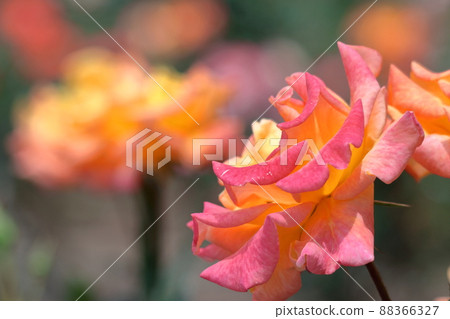 花的女王 花的女王 88366327