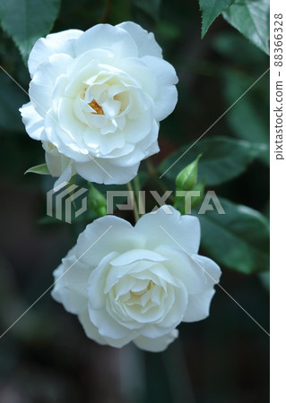 花的女王 花的女王 88366328
