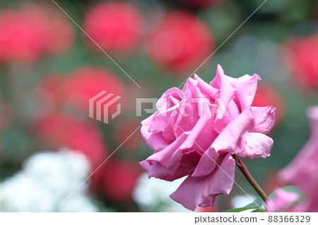 花的女王 花的女王 88366329