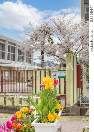 Sakura and tulip flower beds and elementary school gates Sakura and tulip flower beds and elementary school gates 88366444