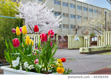 櫻花和郁金香花壇和小學大門 88366448