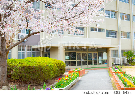 櫻花和郁金香花壇和小學建築 88366453