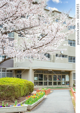 櫻花和郁金香花壇和小學建築 櫻花和郁金香花壇和小學建築 88366455