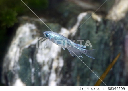 一個人影在改良的觀賞鱂魚的水族館中游泳,在冰川的藍色中閃耀。 一個人影在改良的觀賞鱂魚的水族館中游泳,在冰川的藍色中閃耀。 88366509