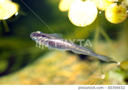 A macro photograph taken outdoors in natural light of a medaka fish with a body shape that shines with a blackish-gold color, along with aquatic plants. A macro photograph taken outdoors in natural light of a medaka fish with a body shape that shines with a blackish-gold color, along with aquatic plants. 88366632