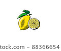 Illustration of sliced lemon and one lemon 88366654