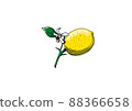 Illustration of lemon flowers and fruits 88366658