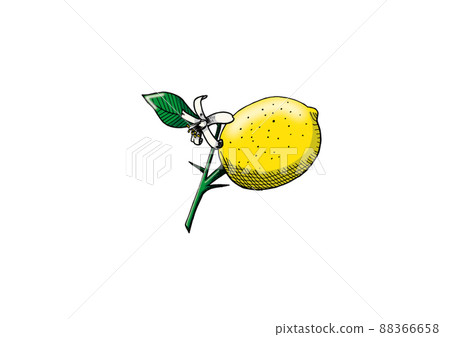 Illustration of lemon flowers and fruits 88366658