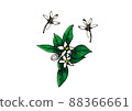 Lemon flower illustration 88366661