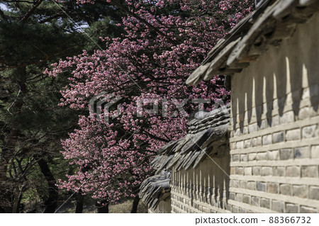 Changdeokgung Palace 88366732