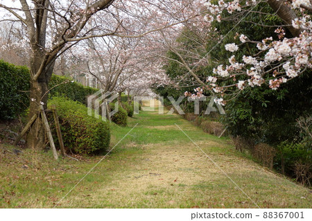 A row of cherry blossom trees in the park A row of cherry blossom trees in the park 88367001