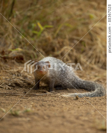 Indian grey mongoose or Herpestes edwardsii fine art portrait with natural eye contact during wildlife safari at ranthambore national park rajasthan india Indian grey mongoose or Herpestes edwardsii fine art portrait with natural eye contact during wildlife safari at ranthambore national park rajasthan india 88367028