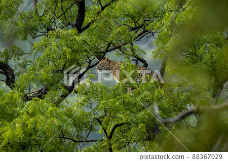 wild indian female leopard or panther hanging on tree eyeing on prey or stalking in natural monsoon green background at jhalana forest leopard reserve jaipur rajasthan india - panthera pardus fusca 88367029
