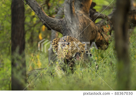 wild indian male leopard or panther hanging on tree trunk with yawning expression in natural monsoon green background at jhalana forest leopard reserve jaipur rajasthan india - panthera pardus fusca 88367030