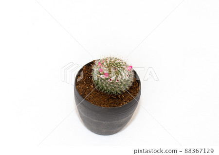 Cactus flower table photo Cactus flower table photo 88367129