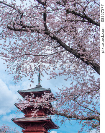 池上本門寺的櫻花和五層寶塔的春天風景 88367577