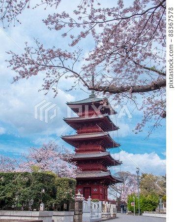 池上本門寺的櫻花和五層寶塔的春天風景 88367578