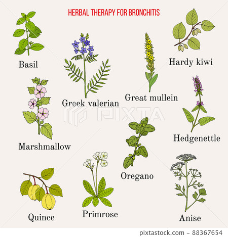 Herbal therapy for bronchitis 88367654