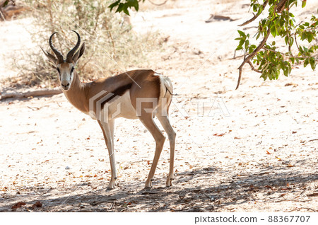 Closeup of an Impala 88367707