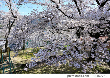 古江山公園櫻花 88367759