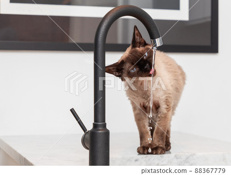 Devon Rex cat (Blu Point type) drinking water from a water tap in the kitchen. 88367779