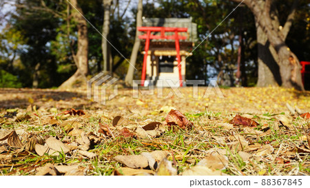 Scenery with autumn leaves <03> (dead leaves piled up in the shrine precincts) 88367845