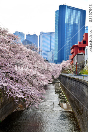末廣橋 / 從神田川向上游看（東京都新宿區）[2022.3] 88367948