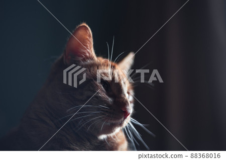 Cute ginger cat close up Cute ginger cat close up 88368016