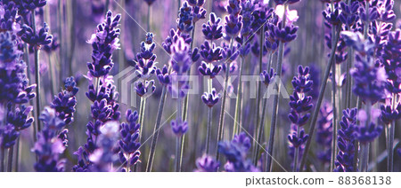 Banner with lavender flower field at sunset rays Banner with lavender flower field at sunset rays 88368138