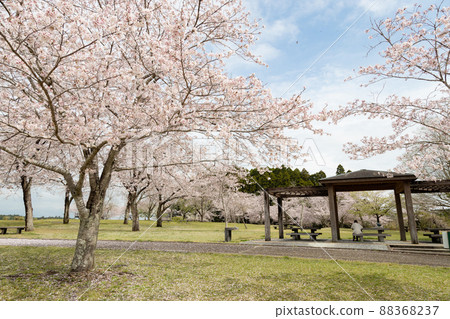 宮崎縣宮古城茂知尾公園的櫻花 宮崎縣宮古城茂知尾公園的櫻花 88368237
