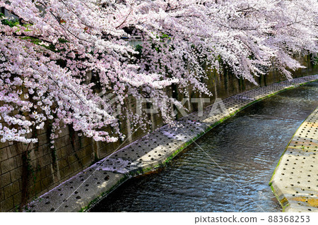 伏見橋 / 從神田川向上游看（東京都新宿區）[2022.3] 88368253