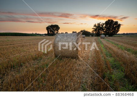Round bales of hay lying on the stubble and the evening sky Round bales of hay lying on the stubble and the evening sky 88368468
