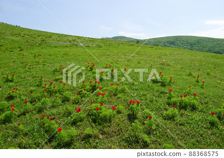 Beautiful flowers grow in the mountains. Unusual wonderful plants against the background of green grass on the hills. Crimean peninsula. The peninsula was annexed to the Russian Federation. Ukraine Beautiful flowers grow in the mountains. Unusual wonderful plants against the background of green grass on the hills. Crimean peninsula. The peninsula was annexed to the Russian Federation. Ukraine 88368575