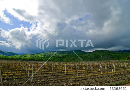 Land planted with vines for wine harvesting, vineyards in Crimea, wine industry Land planted with vines for wine harvesting, vineyards in Crimea, wine industry 88368661