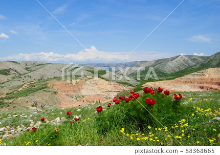 Beautiful flowers grow in the mountains. Unusual wonderful plants against the background of green grass on the hills. Crimean peninsula. The peninsula was annexed to the Russian Federation. Ukraine Beautiful flowers grow in the mountains. Unusual wonderful plants against the background of green grass on the hills. Crimean peninsula. The peninsula was annexed to the Russian Federation. Ukraine 88368665