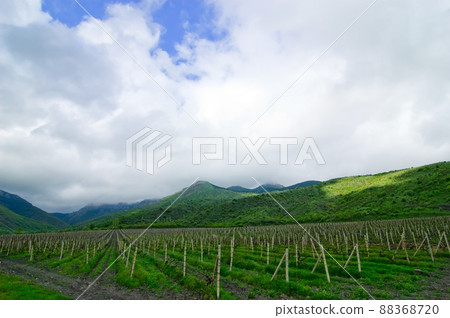 Land planted with vines for wine harvesting, vineyards in Crimea, wine industry Land planted with vines for wine harvesting, vineyards in Crimea, wine industry 88368720