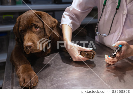 Closeup. Young red-headed woman, veterinary examines chocolate labrador at vet clinic, indoors. Modern medicine, pet care, healthy lifestyle, care concept. 88368868