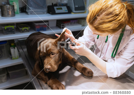 Portrait of young beautiful woman, doctor, veterinary examining a dog, chocolate labrador at vet clinic, indoors. Medicine, pet care, healthy lifestyle, care concept. 88368880