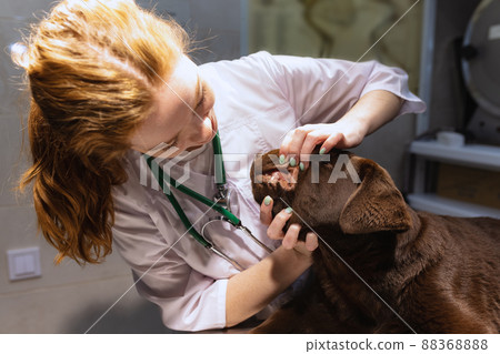 Closeup. Young red-headed woman, veterinary examines chocolate labrador at vet clinic, indoors. Modern medicine, pet care, healthy lifestyle, care concept. 88368888