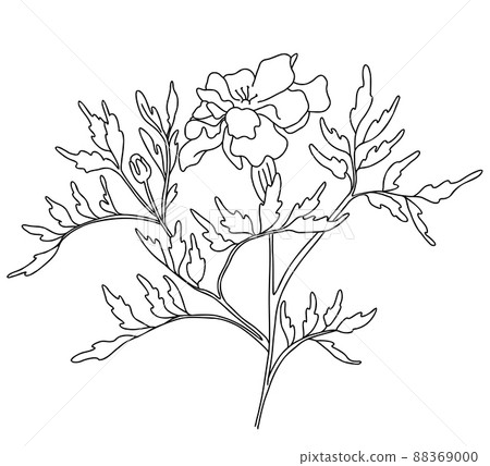 Beautiful flower. branch with blooming marigold with leaves. Vector illustration. Linear hand drawing, sketch of seasonal plant. 88369000
