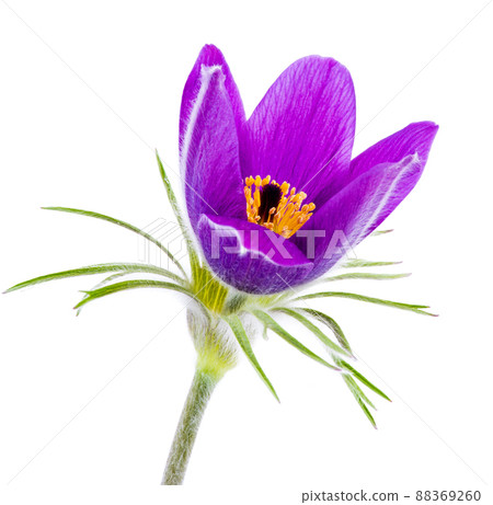 Pasque Flower Isolated on White Background Pasque Flower Isolated on White Background 88369260
