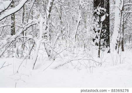 Winter landscape with a park 88369276
